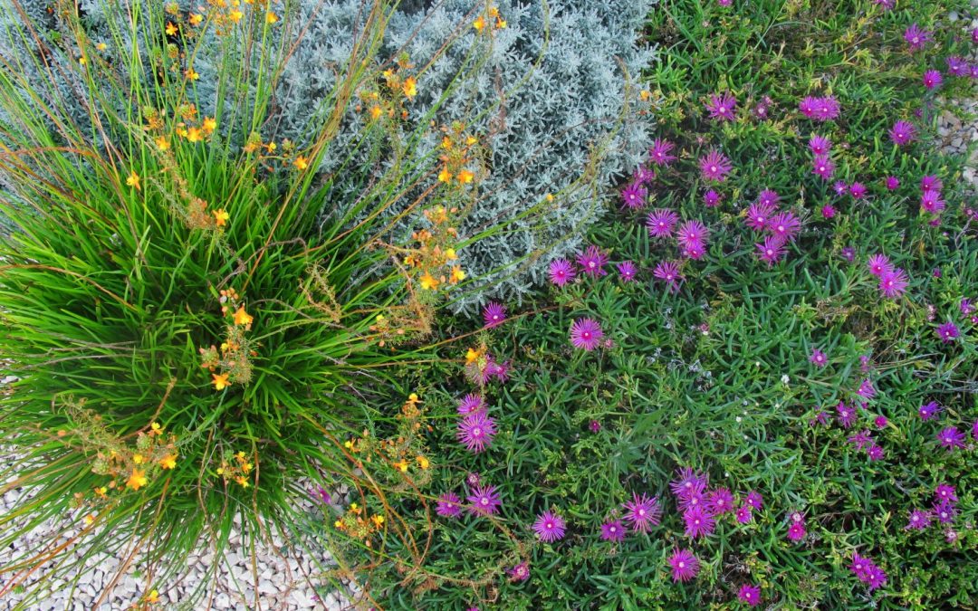Garden design alternativo – dry garden, il giardino secco
