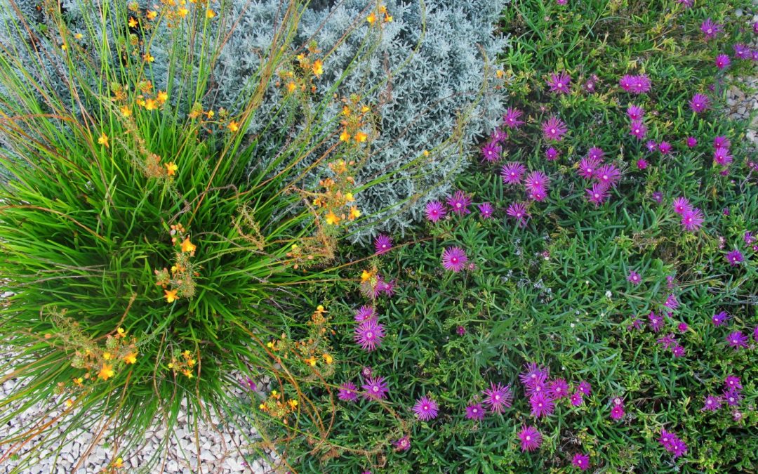 Dry garden