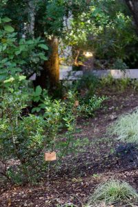 Giardino nel bosco, dettagli