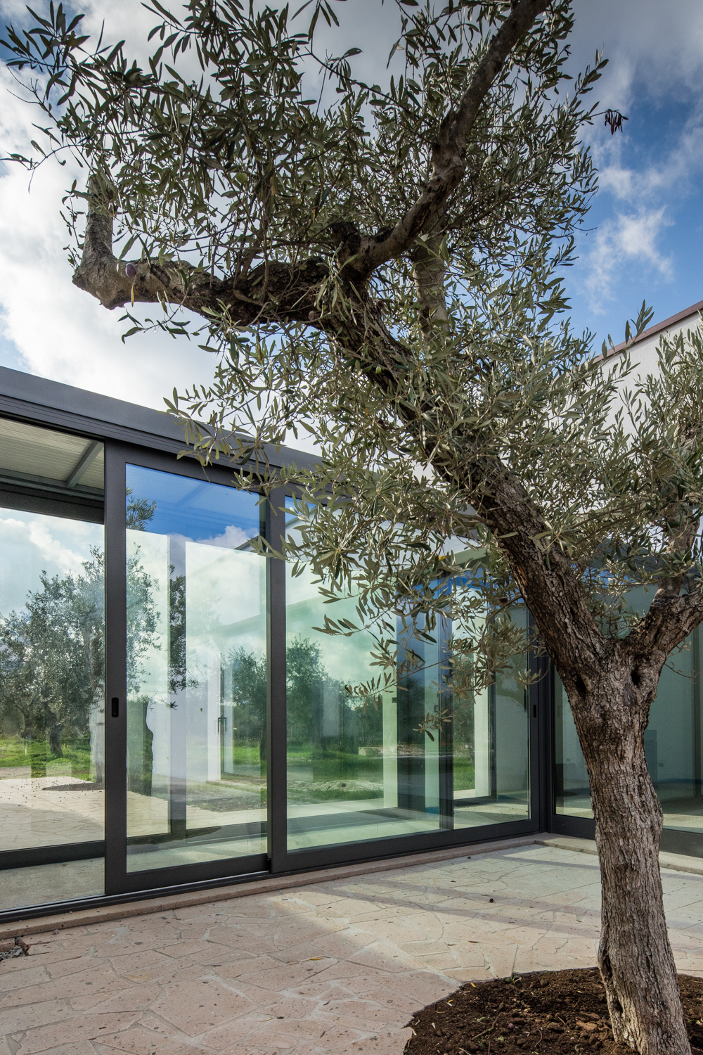 House among olive trees