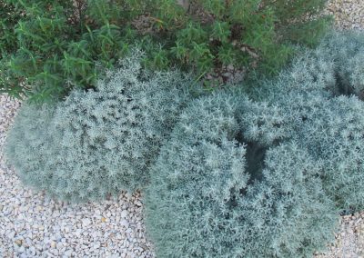 Dry garden