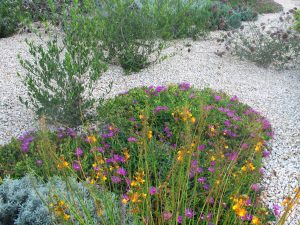 Dry garden