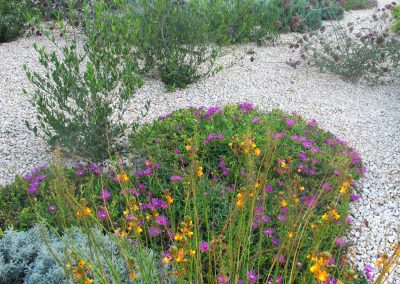 Dry garden