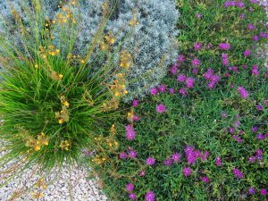 Dry garden