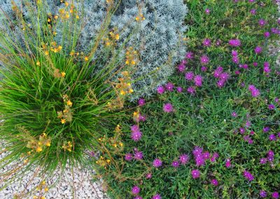 Dry garden