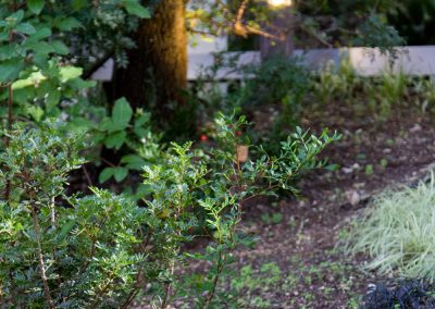 Giardino nel bosco, dettagli